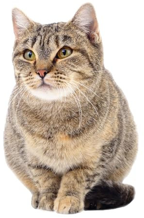 Fensterbild I Fenster-Aufkleber statisch haftend I selbstklebend wiederablösbar Katze lauernd - dv1148