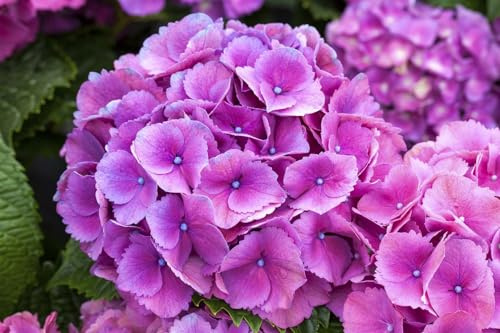 Gartenhortensie Hydrangea macrophylla Schöne Bautznerin 30-40 cm winterhart