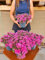 POWERS TO FLOWERS - SEDUM CAUTICOLA SPURIUM SPOT ON DEEP ROSE, 1 PIANTA, VASO 14CM, pianta vera