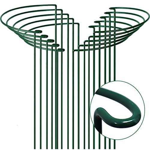 SYITCUN 10 supporti per arbusti alti 80 cm, 35 cm, semicircolari, colore antracite, filo ispessito da 5 mm, supporto per piante per peonie, supporto per fiori