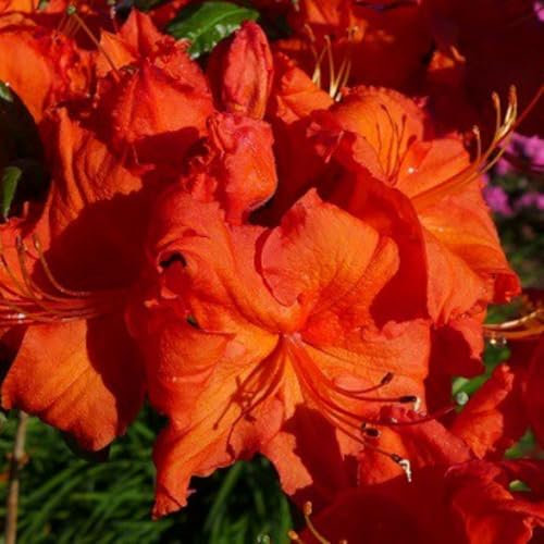 Rhododendron 'Royal Command' - Deciduous Azalea Shrub with Flamboyant Orange-Red Flowers and Colourful Autumn Foliage – 1x 7 Litre Potted Plant by Thompson & Morgan