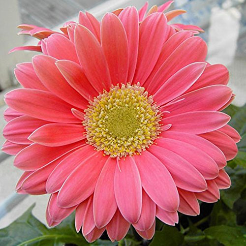 100PCS rosa crisantemo Semi perenne vaso fiore del crisantemo Semi Lungo Periodo di fioritura per decorazione domestica dei semi del crisantemo:Seeds Only