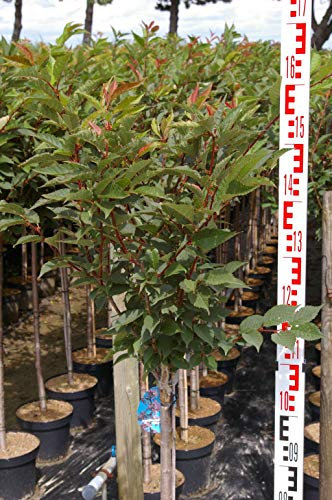 Prunus kurilensis Ruby - Kurilenkirsche Ruby - Hochstamm