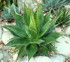Raro Mountain Agave Montana @ Pianta grassa Esotico Hardy Garden Seed -15 Seeds: Only Seeds