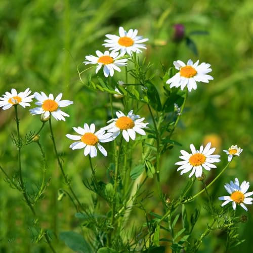 400 pz semi di camomilla - piante da balcone resistenti semi di camomilla, Matricaria recutita piante in vaso autunnali resistenti o giardino di erbe da interno semi di fiori
