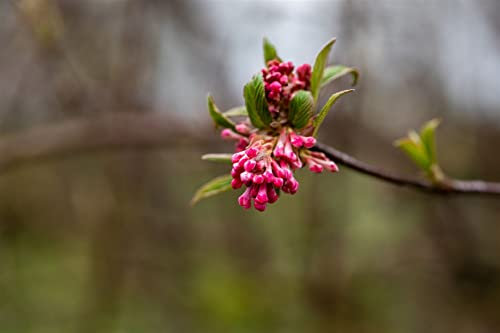 Viburnum bodnantense 'Dawn' 100-125 cm - Winterduftschneeball, rosa Blüten, Blütezeit November-März, duftend, winterhart, ideal für Hecken und Rabatten