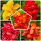 Canna Zwiebeln,Winterharte mehrjährig,Canna pflanzen für garten,Zierblumen,Canna pflanze Kaufen,indisches blumenrohr canna,seltene pflanzen,canna knollen,canna winterhart.-1zwiebeln-H