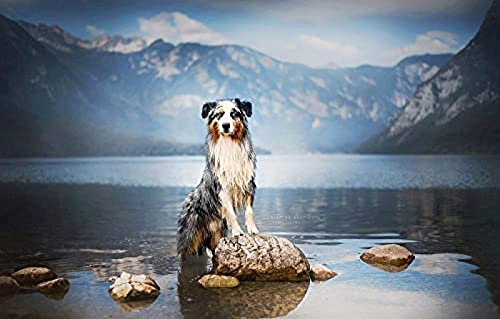 SZTVECFW Animal Crossing 1000 Piece Jigsaw Puzzle Nature Dog Australian Shepherd 50x70CM