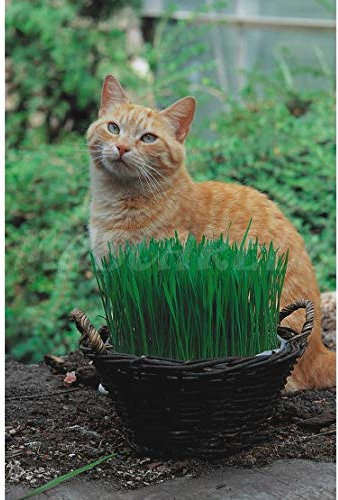 Mascarell Semillas aromáticas - Hierba para Gatos