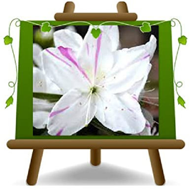 EURO PLANTS VIVAI Azalea a Piramide Bianco Screziato Pianta Ornamentale 28/32 cm Chioma 90~130 cm