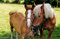 hansepuzzle 46693 - Pferde Puzzle 500 Teile | Tierwelt Puzzle mit hochwertiger Puzzle Aufbewahrung: Kartonbox und wiederverschließbarem Beutel | Puzzle-Maße: 46 x 30 cm
