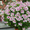 100 Stück Geranien-Blumensamen
