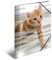 HERMA Elastic Folder Animals with Cats Motif, A4, Glossy Plastic, with Inner Print, 1 Span Folder