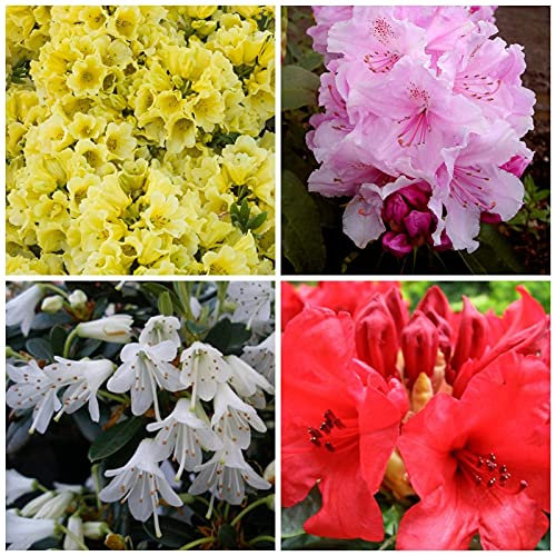 6 X Mixed Evergreen Colourful Dwarf Rhododendron Shrubs Bright Flowers