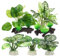 CAPASTEC Piante in plastica per acquario, piante di seta betta legni, piante di seta per acquario, piante da acquario in seta per pesci Betta (verde, 5 pezzi)