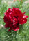 Paeonia tenuifolia ca. 11x11 cm Topf - Feinblättrige Pfingstrose, leuchtend rote Blüten, Blütezeit Mai, ideal für Rabatten, pflegeleicht und winterhart
