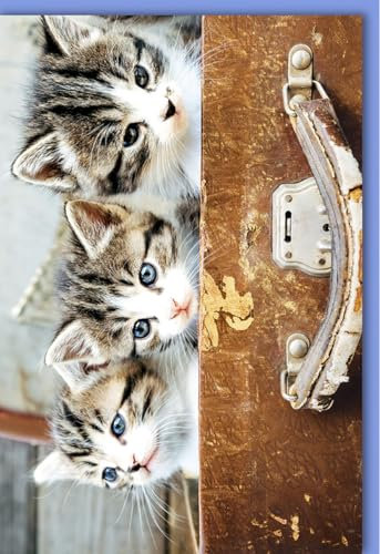 Verlag Dominique Trauerkarte Kondolenzkarte Beileidskarte mit Umschlag Motiv Kätzchen im Koffer liebevoll gestaltet hochwertige Qualität für aufrichtige Anteilnahme und Mitgefühl mit Umschlag