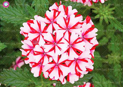 Shopmeeko 100PCS seltene blaue Verbene Pflanze, Verbena Hortensis, Verbena Hybrida Bonsai Blume Pflanze Indoor Blume Pflanzen hat medizinischen Wert: 4