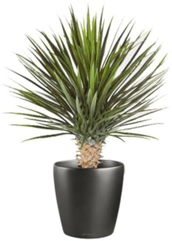 Leaf Design UK Artificial Yukka Tropical House Plant