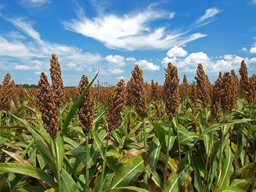 Elitely WeiŸes Sorghum Semente 30Pcs Samen E Korn Sorghum Gao Liang