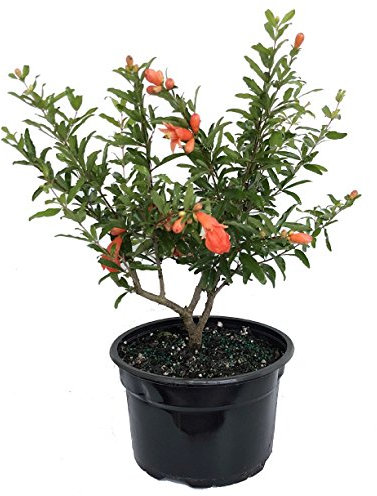 Granado Natural Árbol Ideal para el Cultivo Exterior - Árbol Frutal