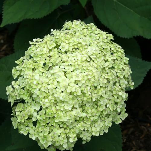 Hydrangea arborescens 'Lime Rickey' - Hardy Deciduous Shrub with Lime Green to White Flower Heads, Ideal for Cutting & Arrangements, Perfect for Garden Borders - 3x 3 Litre Pots by Thompson & Morgan