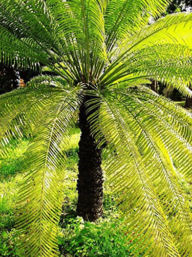 Cycas seenannii SEME regina Palma da sago Cycad rara in coltivazione Difficile trovare seme