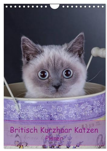 Britisch Kurzhaar Katzen - Planer (Wandkalender 2026 DIN A4 hoch), CALVENDO Monatskalender: Britisch Kurzhaar Katzen Herzensbrecher auf 4 Pfoten Terminplaner (CALVENDO Tiere)