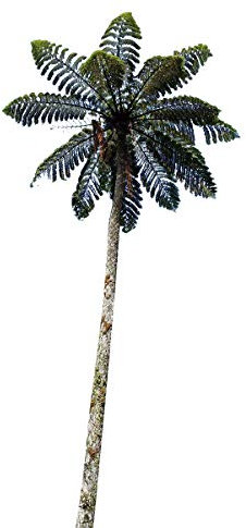 Winterharter-Baumfarn -Cyathea medullaris- 25 Samen/Sporen (Bis - 9 Grad)