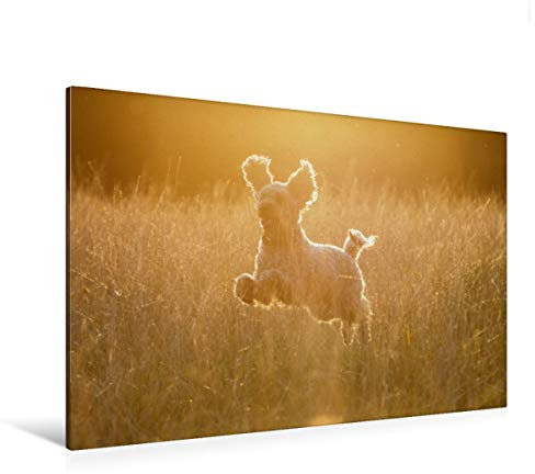 Premium Textil-Leinwand 120 x 80 cm Querformat Premium Textil-Leinwand 120 cm x 80 cm quer Ein Motiv aus dem Kalender Lockenwölfe - Energiebündel Pudel | Wandbild, HD-Bild auf Keilrahmen, Wanddekorati