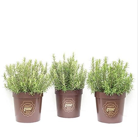 Rosmarinus officinalis, Rosmarino, Pianta vera in vaso Vannucci Piante, Pianta da terrazzo (cod. 22) (3x)