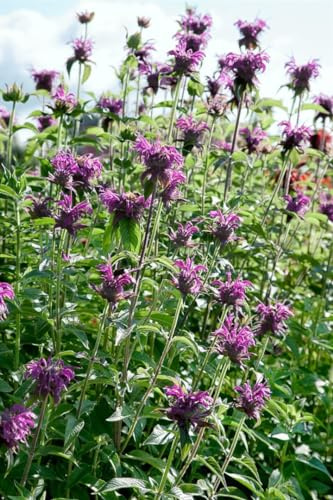 Monarda fistulosa 'Blaustrumpf' 11x11 cm Topf – Winterhart, Mehrjährig, Pflegeleicht – Wilde Bergamotte – Staude für Beet & Rabatte