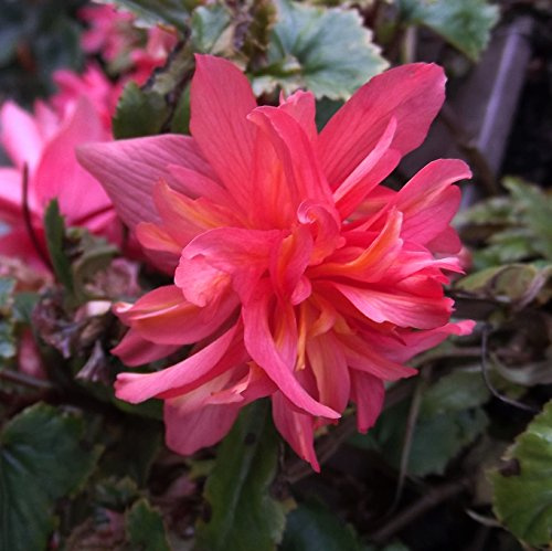Ausverkauf Begonienzwiebeln : Begonia - Begonie pendula pink 1 Blumenzwiebel/Knolle