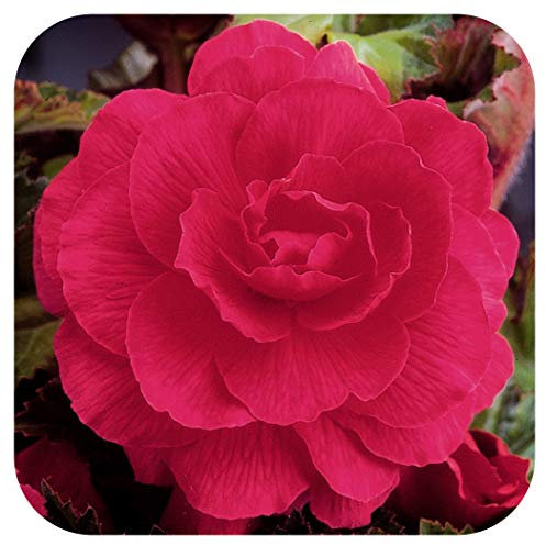 Begonia Non-Stop Double Tubers/Corms Pink x 10 Summer Flowering by Growtanical®
