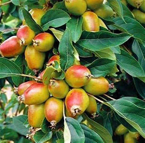 Pianta vera da frutto ALBERO DI MELO DA FIORE Ø 19 cm - h 150 cm