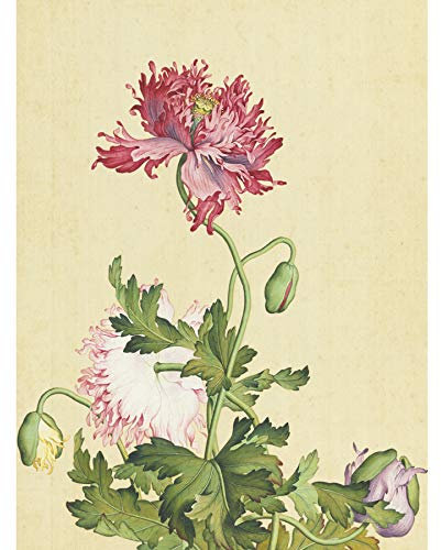 Fine Art Prints Castiglione Opium Mohnblumen-Gemälde, Kunstdruck, Leinwand, Premium-Wanddekoration, Poster