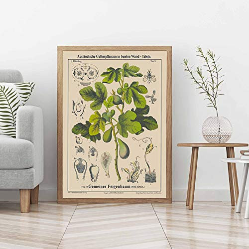 Antike botanische Drucke Vintage Feigenbaum Zeichnung seltenes Poster Bildungswandkunst Leinwand Gemälde Pflanzenbild Wanddekoration 50 x 70 cm rahmenlos