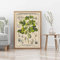 Antike botanische Drucke Vintage Feigenbaum Zeichnung seltenes Poster Bildungswandkunst Leinwand Gemälde Pflanzenbild Wanddekoration 50 x 70 cm rahmenlos