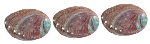 Ciieeo 3 Pièces Support D'Aromathérapie Embellissements pour L'Artisanat Coquille D'Ormeau pour Brûler Bol De Coquille D'Ormeau Décors De Coquille Naturelle Coquille D'Ormeau Rugueuse