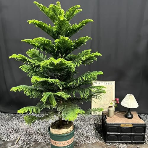 80 Pc Semillas De Araucaria Araucana - Semillas De Árboles De Araucaria, Mini Jardín, Árbol Bonsái Real Semillas De Araucaria Araucana, Plantas Exóticas Resistentes Plantas Balcón,