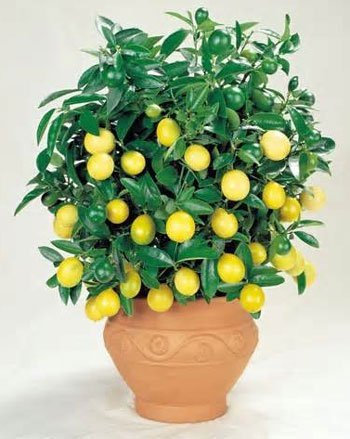 Semillas de limonero enano adecuadas Bonsai de Pinkdose® (paquete 0F 5)