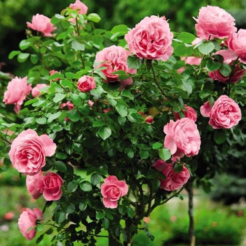 Rose Pink Standard 1x 60cm – Hardy Bare Root Shrub for Patio & Garden Borders | Easy Care Floriferous Rose Plant | Perfect for Containers & Outdoor by Thompson and Morgan