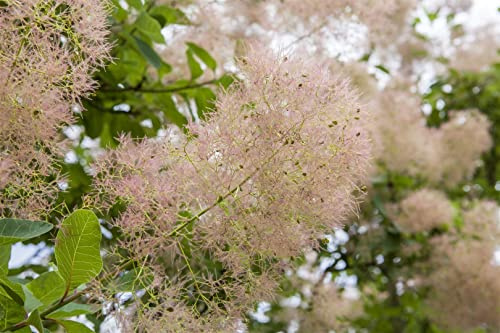 Perückenstrauch Cotinus coggygria Smokey Joe 40-60 cm winterhart