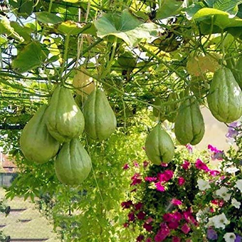 30 Stück/Beutel Chayote-Samen zum Anpflanzen, hohe Keimrate, Bio-Mexikanischer Kürbis, Grüne Kürbissamen für Garten und Bauernhof