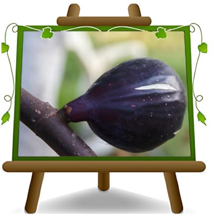 Fico Colummaro Nero - Pianta da frutto antico su vaso da 20 - max 170 cm - 2 anni