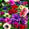 25 Blumenzwiebeln Frische Edel Anemonen in allen Farben aus Neuer Ernte hoch keimfähig
