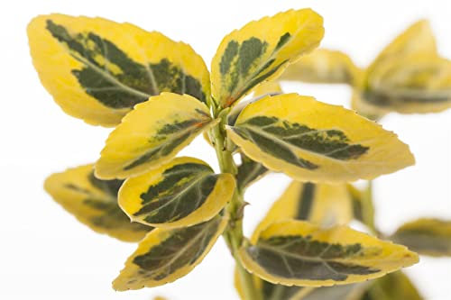 Euonymus fortunei 'Emerald'n Gold' 40 cm Stammhöhe - Kriechspindel, gelb-grünes Laub, immergrün, ideal für Kübel und Beete, pflegeleicht und winterhart