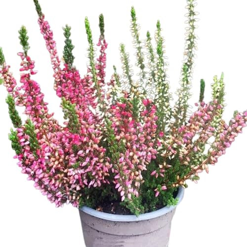Brezo Natural Rosa - Planta Arbustiva para Exterior de Riego Moderado