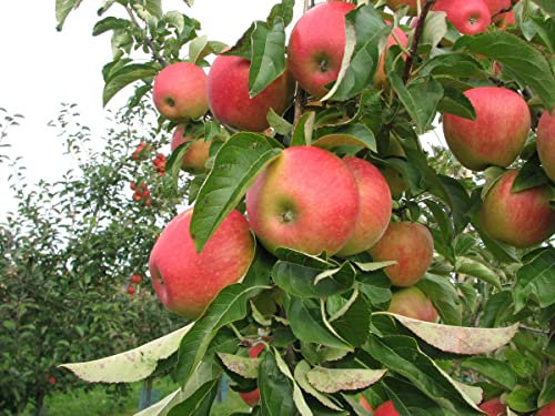 Baumschule Müller Apfel 'Pinova' ca. 150cm im 10 Liter Topf