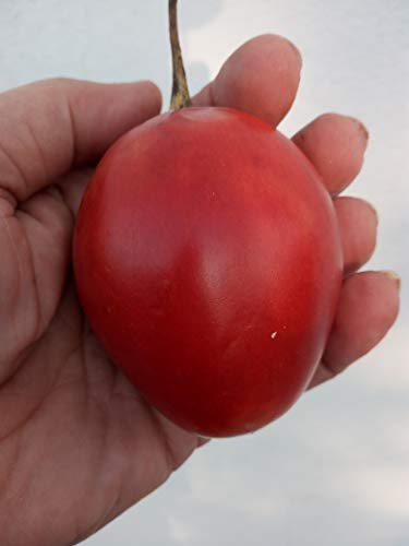 ?? 10 Semillas de Tomate de árbol (Cyphomandra betacea 'Roja') Semillas Tamarillo Samen